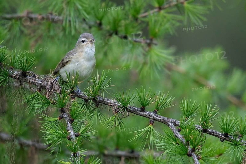 Warbling Vireo (Vireo gilvus) perched on a branch in Montana, USA
