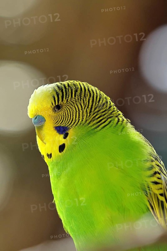 Budgerigar (Melopsittacus undulatus), adult, natural colours, on a branch, portrait, animal portrait, captive, occurrence in Australia, Hesse, Germany