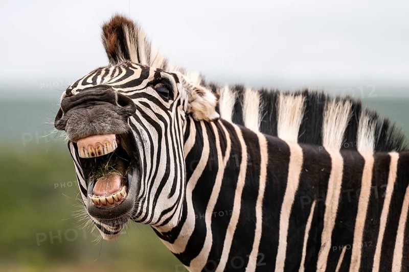 Funny, animal portrait, Burchell's zebra (Equus quagga burchelli) neighing and showing teeth, Addo Elephant National Park, Eastern Cape, South Africa