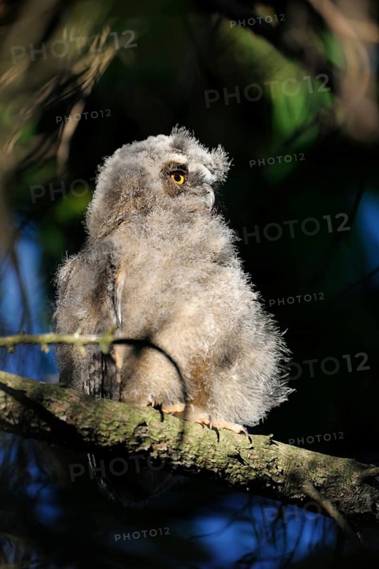 Long-eared Owl (Asio otus) juvenile perched on a branch, North Rhine-Westphalia, Germany