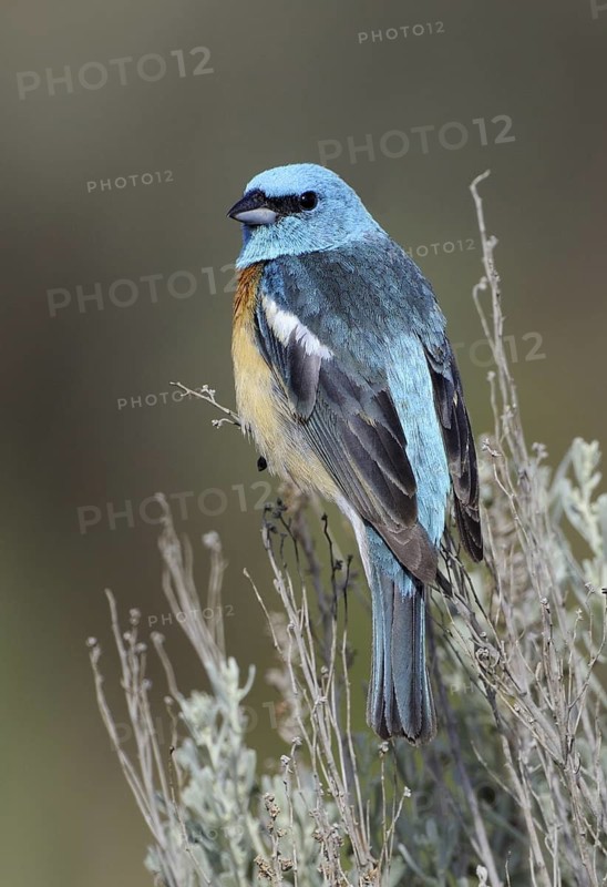 Lazuli Bunting (Passerina amoena), Washington, USA