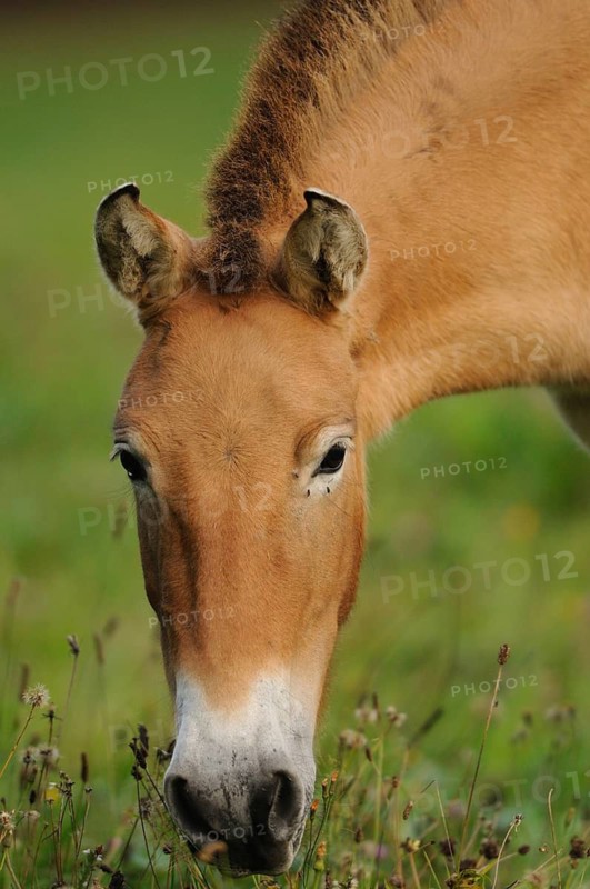 Portrait of a brown horse on a green meadow, calmly grazing, Przewalski's horse (Equus ferus przewalskii), Bavarian Forest National Park