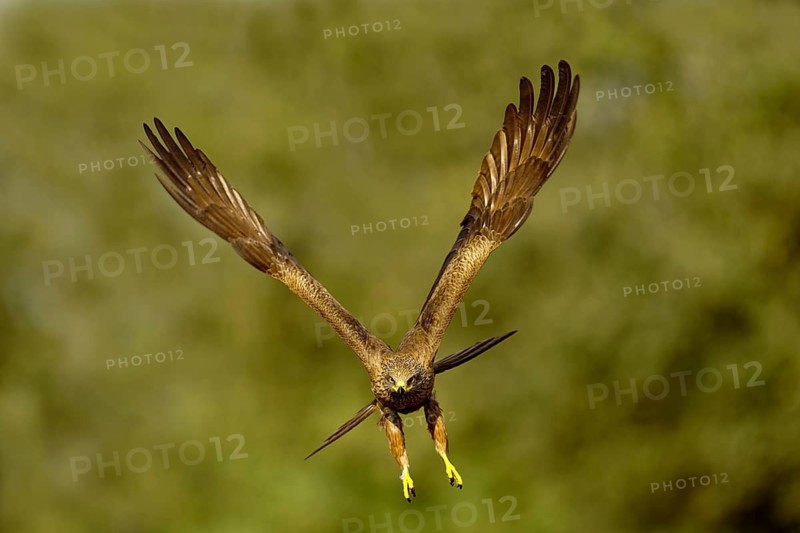 Black Kite (Milvus migrans) in flight, Castilla-La Mancha Spain