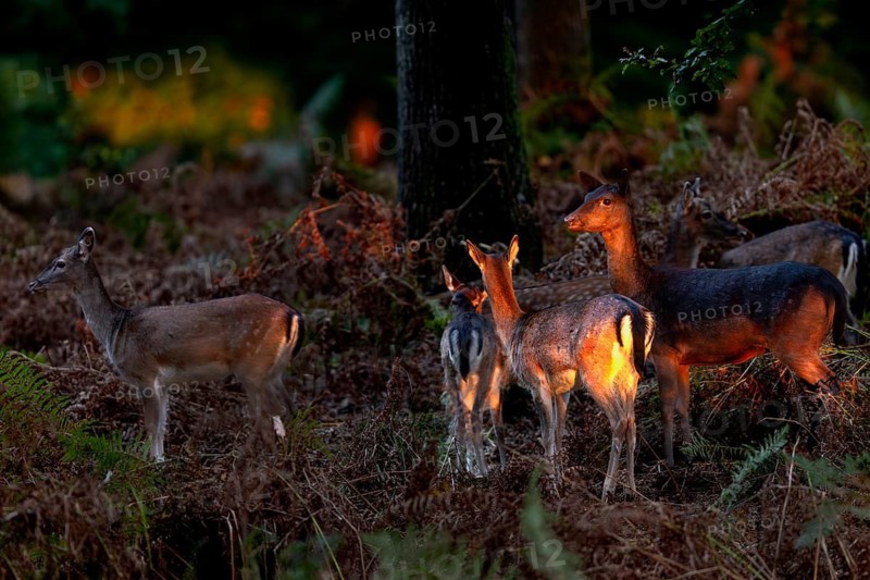 The last rays of the low evening sun penetrate the forest and meet a herd of fallow deer (Dama dama), acorn mast, animal child, autumn, rut, fallow deer rut, October, Germany
