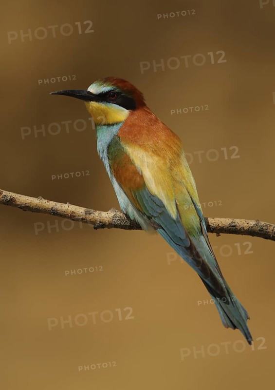 European Bee-eater (Merops apiaster), Hungary