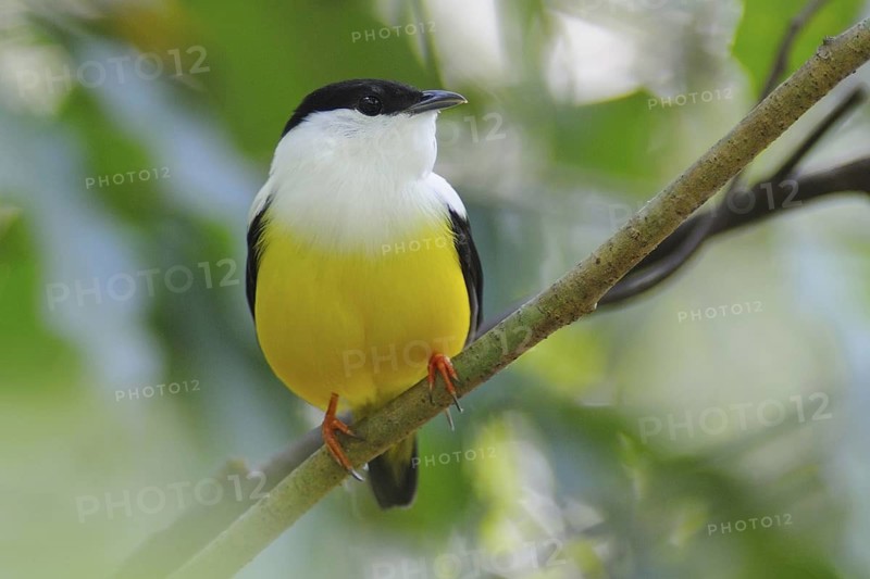 White-collared Manakin (Manacus candei) male, Guatemala