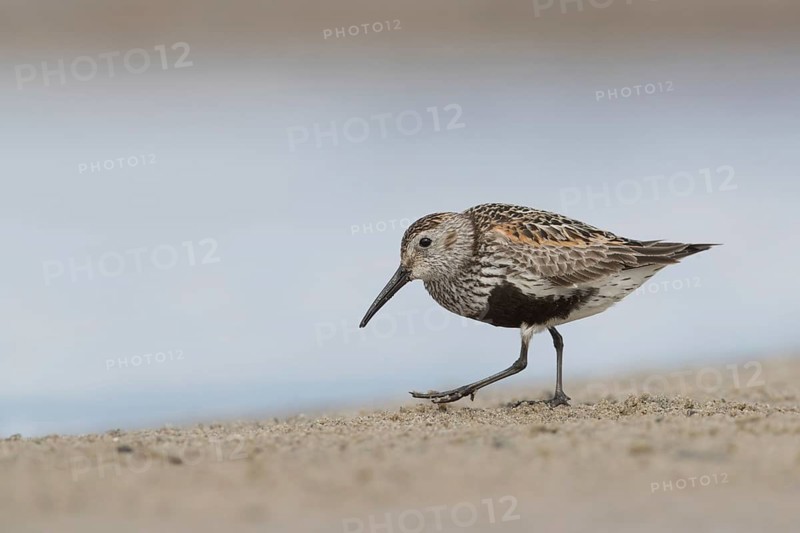 Dunlin (Calidris alpina) foraging, Mecklenburg-Western Pomerania, Germany