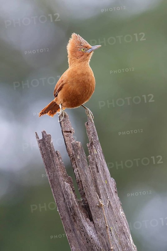 Grey-crested Cachalote (Pseudoseisura unirufa) perched on a branch in the Pantanal region of Brazil