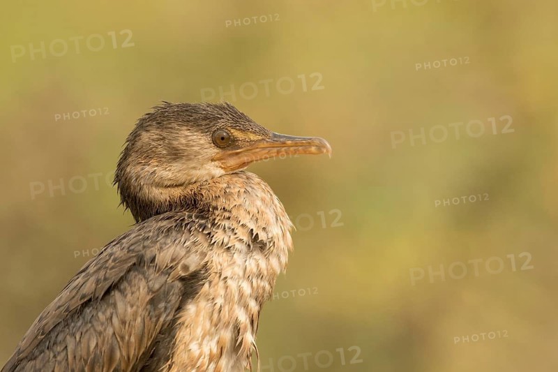 Reed Cormorant (Microcarbo africanus) juvenile, Gambia