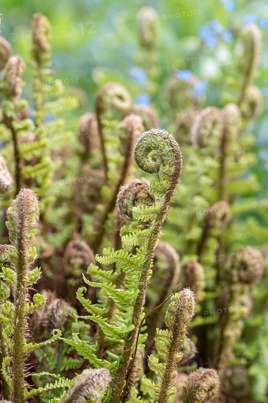 Curly gold scale fern (Dryopteris affinis 'Crispa')