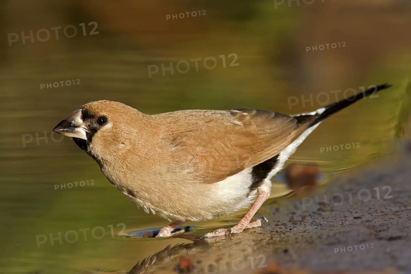 Masked Finch (Poephila personata) juvenile, Western Australia, Australia
