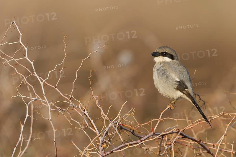 Great Grey Shrike - Raubwürger - Lanius excubitor ssp. algeriensis, Morocco, adult