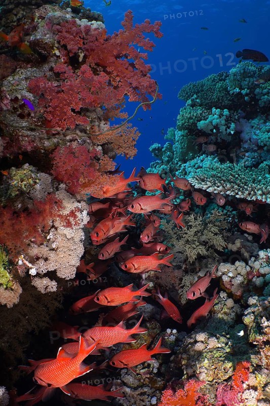 Colourful coral reef with red fish, white-fringed soldierfish (Myripristis murdian), rich biodiversity in the ocean, dive site Dangerous Reef, St Johns Reef, Saint Johns, Red Sea, Egypt