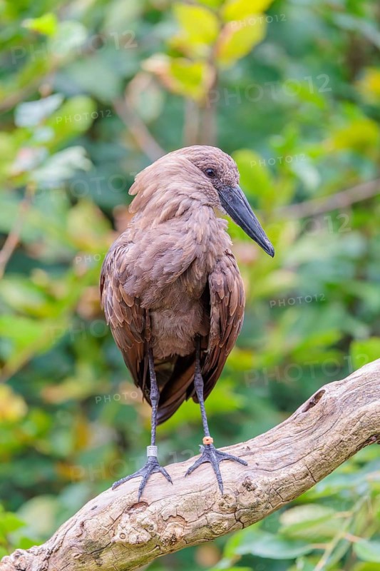 A hamerkop (Scopus umbretta) stands on a branch of a tree. Green vegetation can be seen in the background. Southern half of Africa, Madagascar