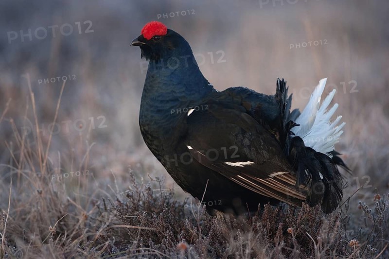 Black Grouse (Lyrurus tetrix) male, Sweden