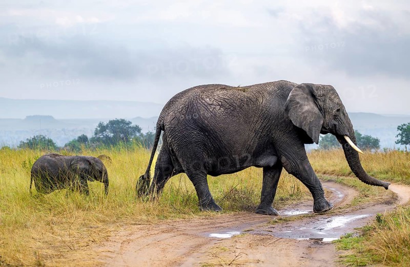 African elephant (Loxodonta africana), mother and young crossing road, Serengeti National Park, Tanzania
