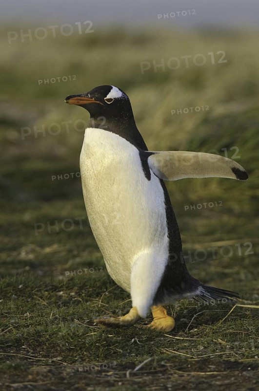 Gentoo Penguin (Pygoscelis papua), Falkland Islands