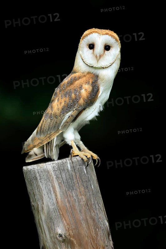 Barn owl (Tyto alba), adult, alert, on guard, Šumava, Czech Republic