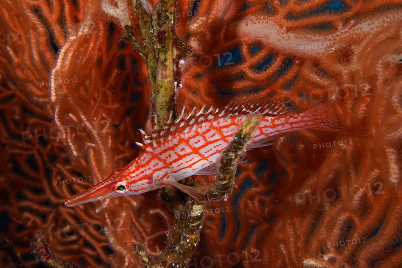 Long-snouted coral guard (Oxycirrhites typus)