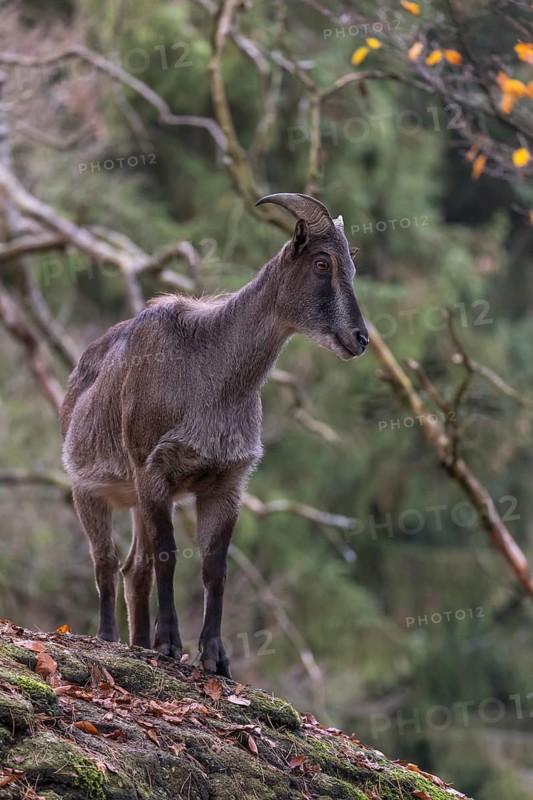 One female Himalayan Tahr (Hemitragus jemlahicus) standing on rocks in a forest. Green forest in the background