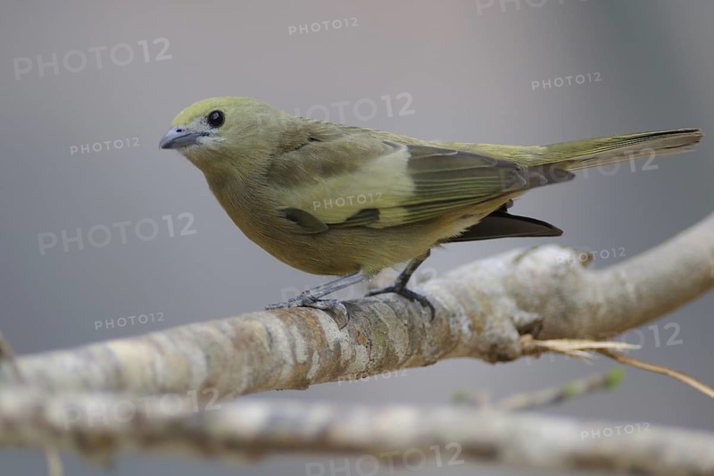 Palm Tanager (Thraupis palmarum), Pantanal, Brazil