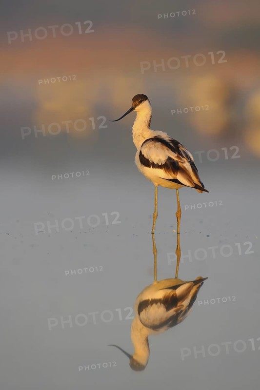 Pied Avocet (Recurvirostra avosetta), Seville, Spain