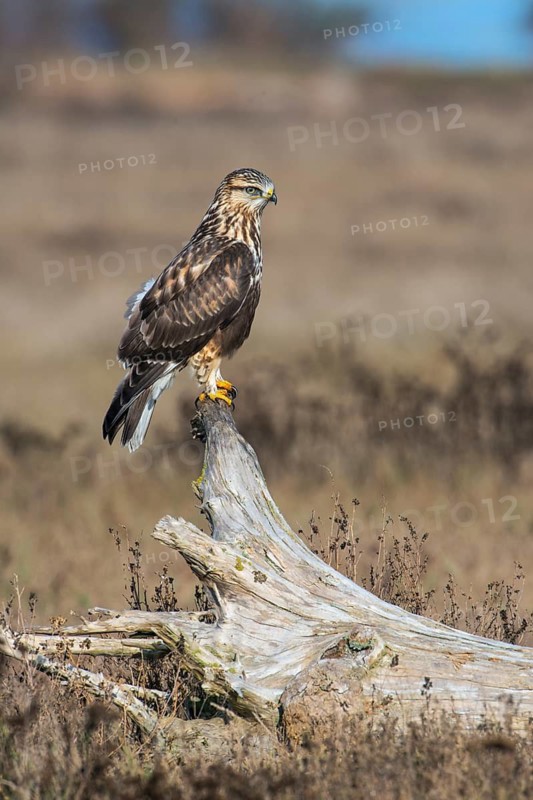 Rough-legged Hawk (Buteo lagopus) at Nanimo River Estuary