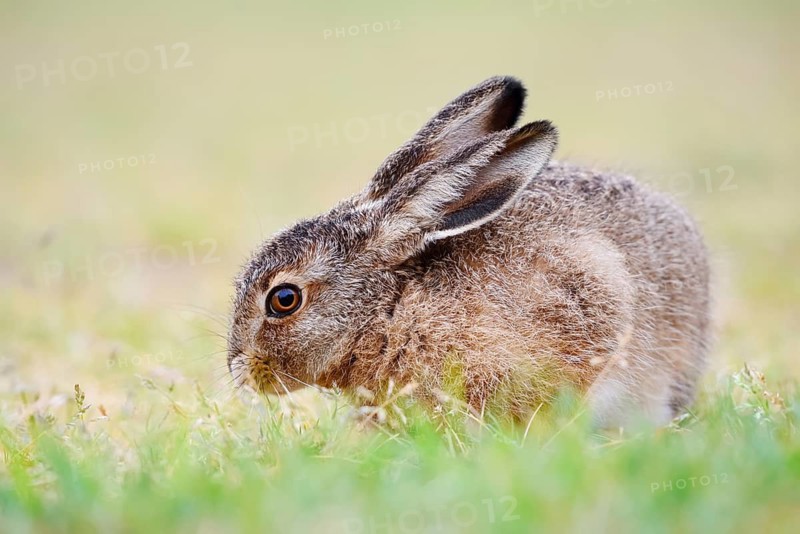 European hare (Lepus europaeus), young animal sitting in a meadow and eating grasses, North Rhine-Westphalia, Germany