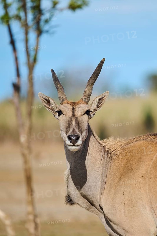 Common eland (Taurotragus oryx) standing in the dessert, portrait, captive, distribution Africa