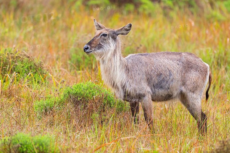 Waterbuck, (Kobus ellipsiprymnus) Common Waterbuck, Elliptic Waterbuck, African Antelope, iSimangaliso Wetland Park, St. Lucia, KwaZulu-Natal, South Africa