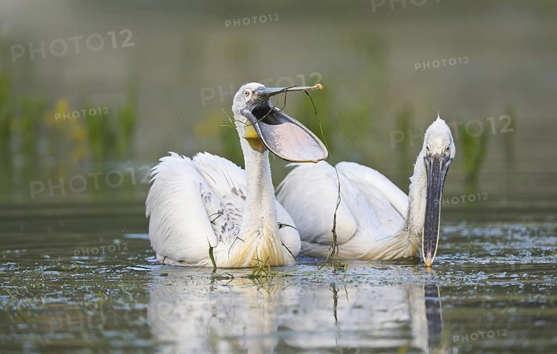 Krauskopfpelikan (Pelecanus crispus) Dalmatien Pelican
