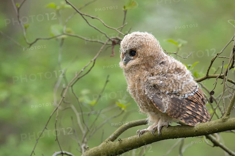 Tawny Owl (Strix aluco) juvenile perched on a branch, North Rhine-Westphalia, Germany