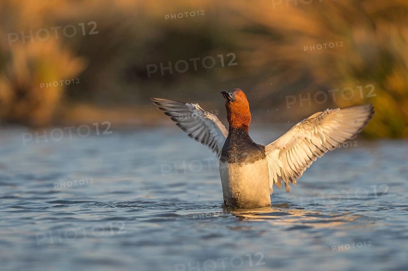 Common Pochard (Aythya ferina) male flapping wings, Schleswig-Holstein, Germany