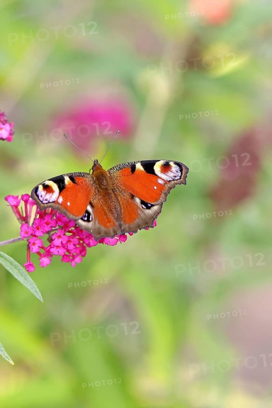 Peacock butterfly (Inachis io) sucking nectar on butterfly bush (Buddleja davidii), in a natural environment in the wild, close-up, wildlife, insects, butterflies, butterflies, Wilnsdorf, North Rhine-Westphalia, Germany