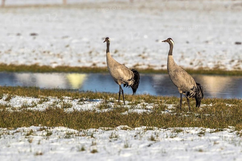 Common Crane (Grus grus), Mecklenburg-Western Pomerania, Germany