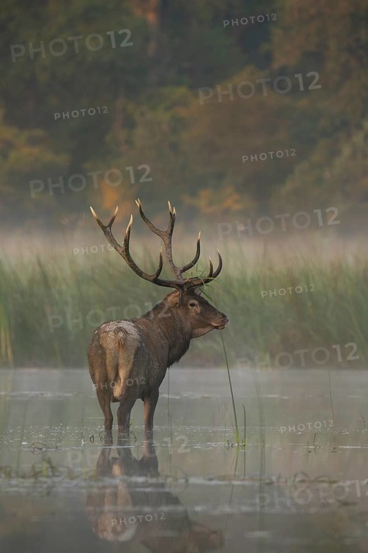 Red deer (Cervus elaphus), standing, water, fog, reeds, Lower Austria
