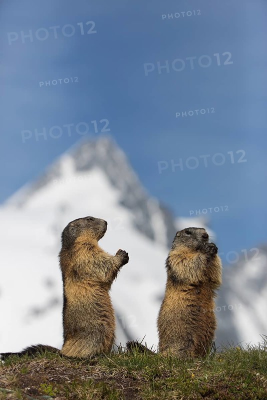 Two adult Alpine Marmot, Marmota marmota, sitting in front of the Grossglockner mountain in bright sunlight and a blue sky