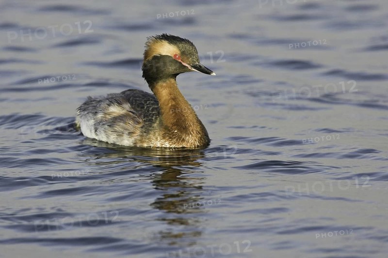 Horned Grebe (Podiceps auritus), California, USA