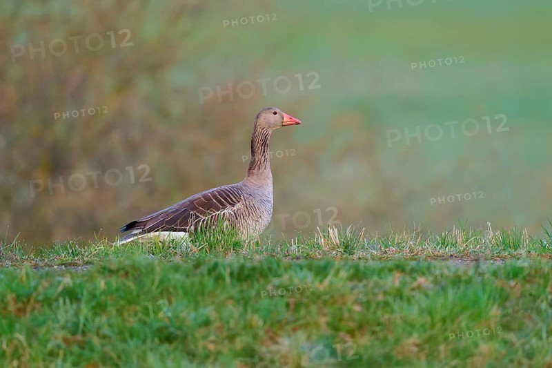 Single goose in a meadow with soft, blurred background, greylag goose (Anser anser), spring, bird island, Altmühlsee, Muhr am See, Gunzenhausen, Franconian Lake District, Bavaria, Germany