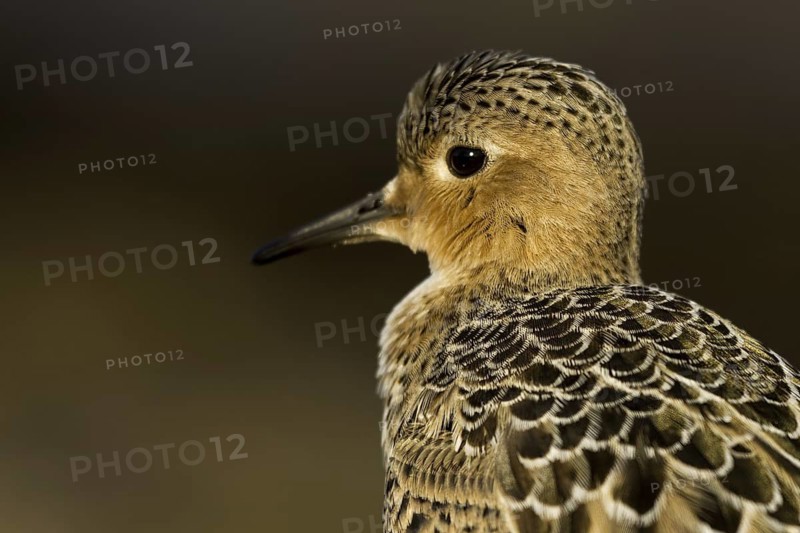 Buff-breasted Sandpiper (Calidris subruficollis), Asturias, Spain