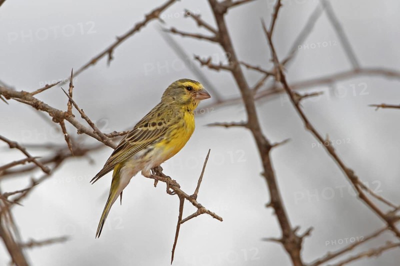 White-bellied Canary (Crithagra dorsostriata), Masai Mara, Kenya