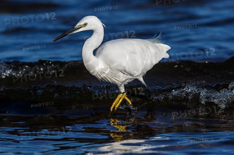 Little Egret (Egretta garzetta) fishing on sea, Asturias, Spain