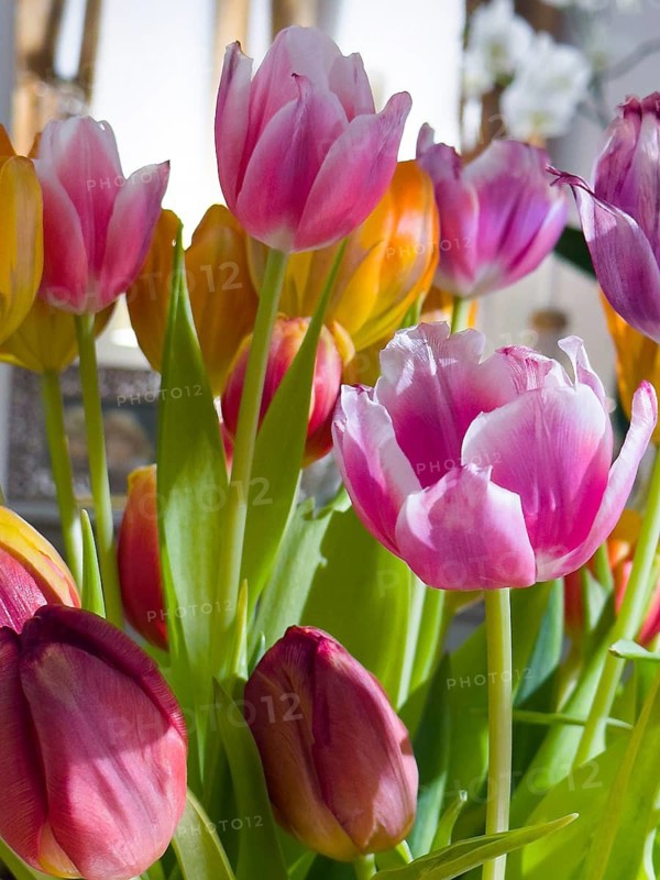 Different coloured tulips (Tulipa)