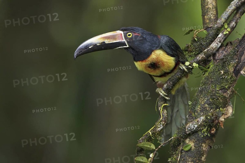 Collared Aracari (Pteroglossus torquatus) perched on a branch in Costa Rica, Central America