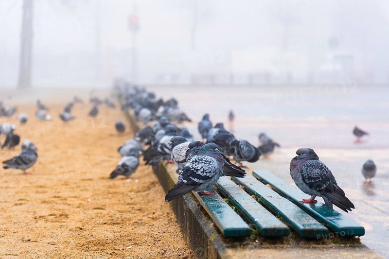 Many pigeons in the fog on a square in Düsseldorf, Germany