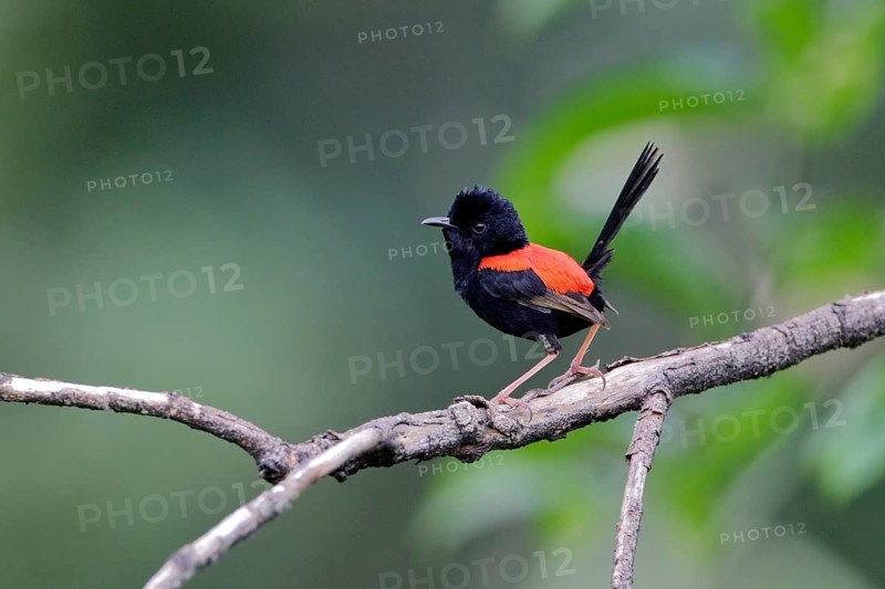 Red-backed Fairywren (Malurus melanocephalus) male perched on a branch, Queensland, Australia
