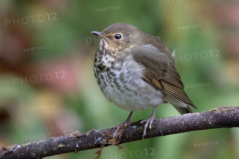 Swainson's Thrush, Catharus ustulatus, perched in the fall in Saskatoon, Saskatchewan