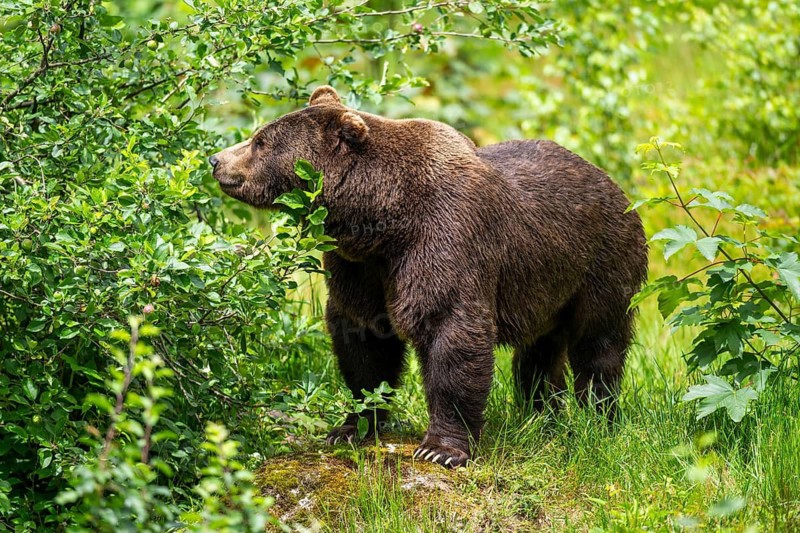 Eurasian brown bear (Ursus arctos arctos) standing between bushes, Bavarian Forest, Bavaria, Germany