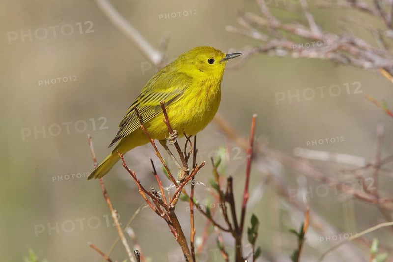 American Yellow Warbler (Setophaga aestiva) male, California, USA