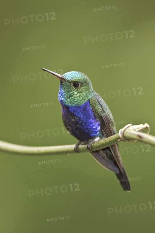 Violet-bellied Hummingbird (Juliamyia julie), Ecuador